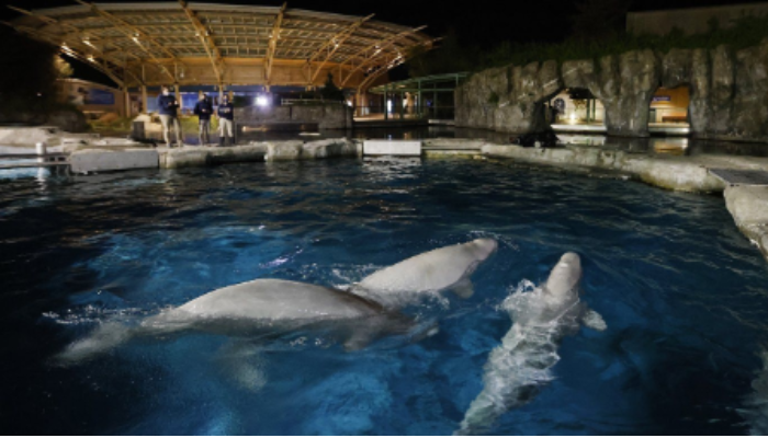 Third Marineland beluga that moved to U.S. aquarium dies