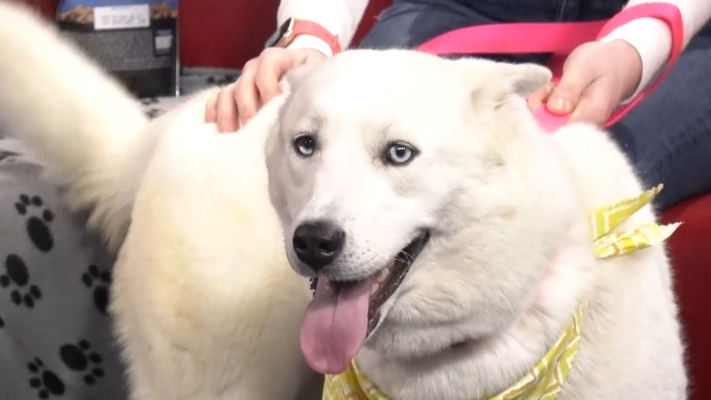 Meet Blue from the Humane society of greater Niagara