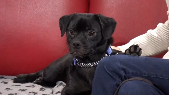 Meet Levi, who is up for adoption at Animal Adoptions of Flamborough