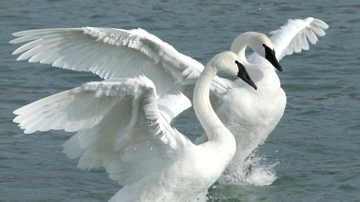 Trumpeter Swan