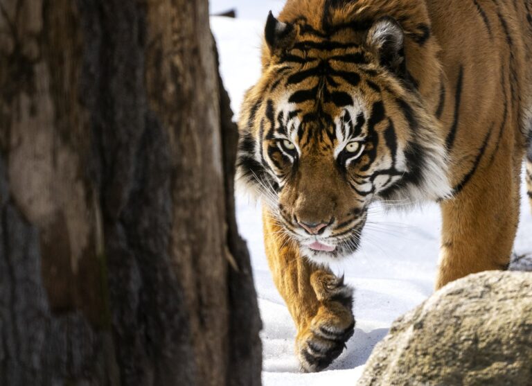 toronto zoo cyberattack