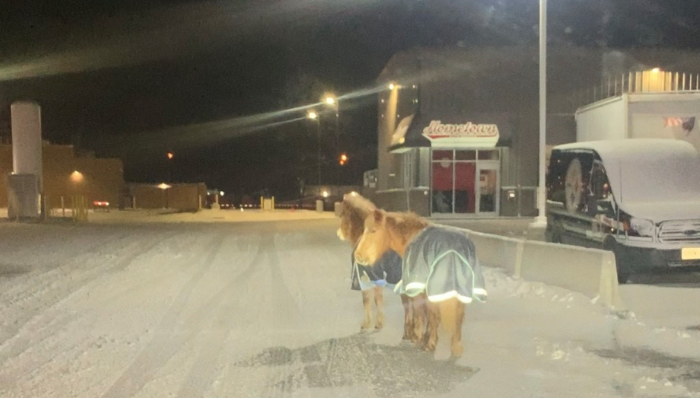 Hamilton police return 2 horses home after ‘whimsical adventure’ overnight