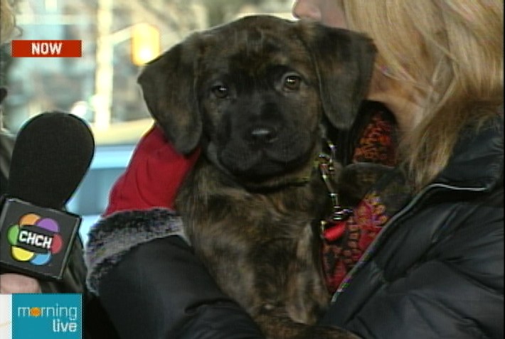 Adorable animals: Hamilton-Burlington SPCA