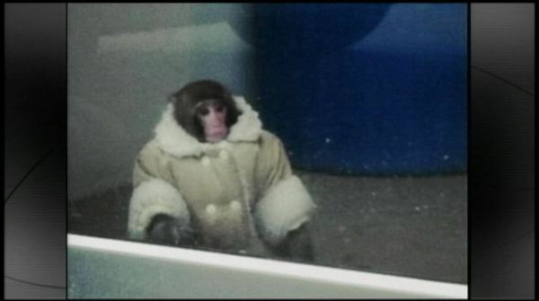Darwin the IKEA Monkey