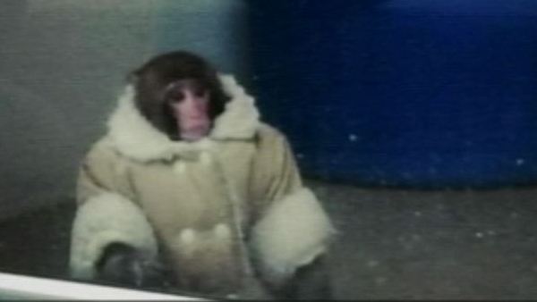 Darwin the Ikea monkey (file)