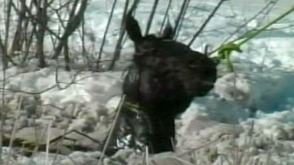 A horse is rescued from an icy pond; Fort Erie, February 17, 2014
