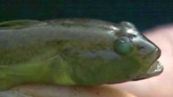 An invasive species