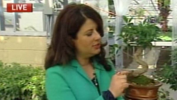Lori DeAngelis with a bonsai tree; Morning Live, April 2, 2014