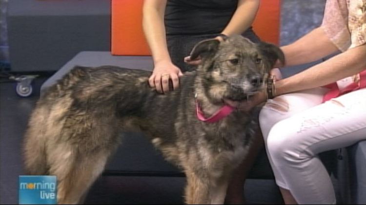 Britannia, a dog offered for adoption by the Lincoln County Humane Society; Morning Live, June 30, 2014