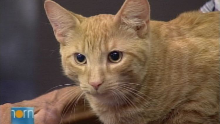 It's Monday and Mary Lamb from Animal Adoptions of Flamborough is here with an adorable pet to adopt.