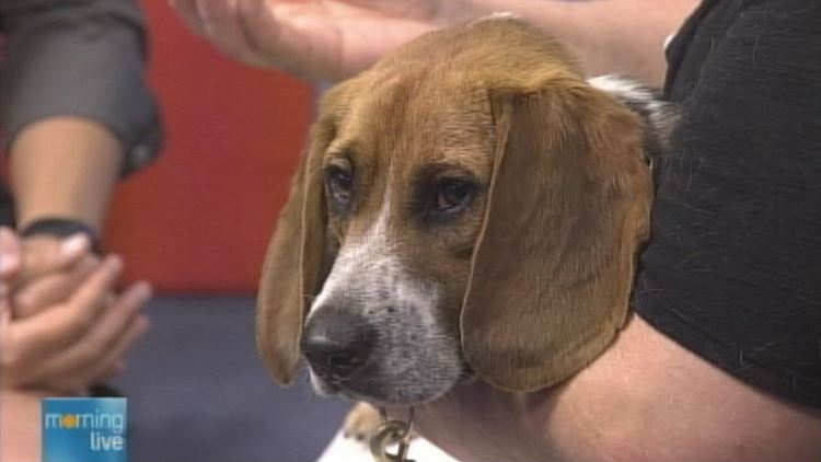Moki, a beagle up for adoption at the Hamilton-Burlington SPCA; Morning Live, July 14, 2014