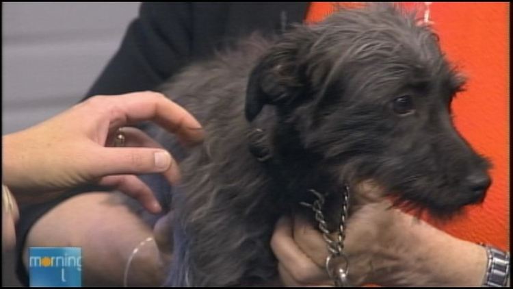 Brenda Dushko from the Oakville Milton Humane Society joined Morning Live with another adoptable pet.
