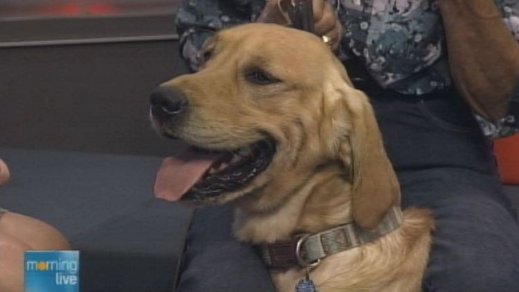Brody, a golden retriever at Animal Adoptions of Flamborough; Morning Live, August 5, 2014