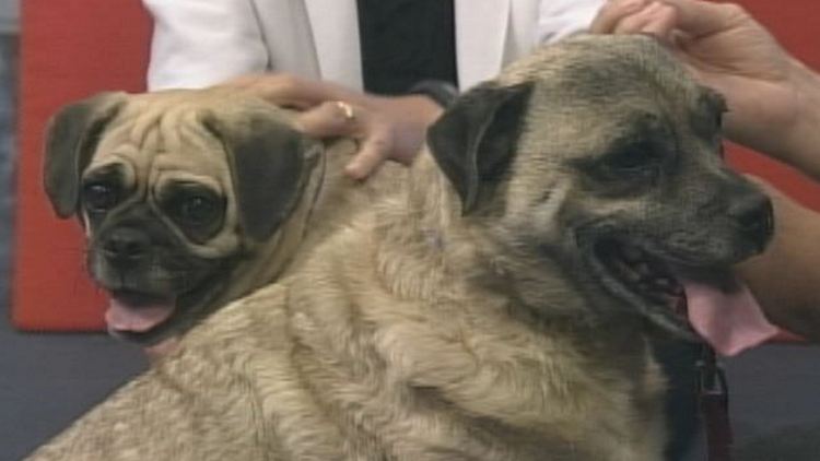 Pug Tinkerbell and Puggle Sherman; Morning Live, August 11, 2014