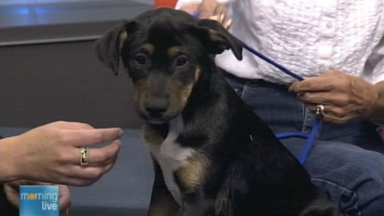 Tipsy, a seven week old puppy, on Morning Live, September 2, 2014