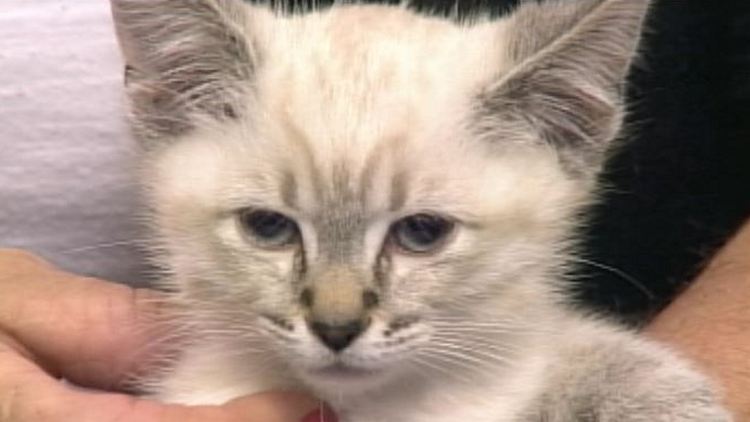 A Siamese cross kitten up for adoption by the Hamilton-Burlington SPCA; Morning Live, September 8, 2014