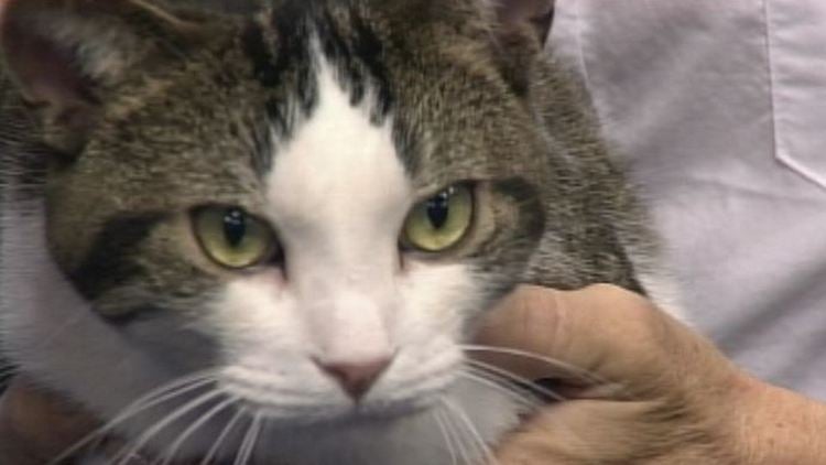 Oliver, an adult cat up for adoption at the Oakville and Milton Humane Society; Morning Live, September 22, 2014