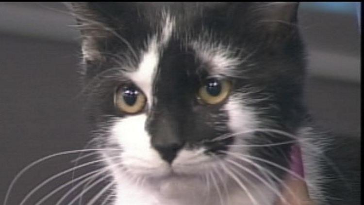 Contact Animal Adoptions of Flamborough to adopt this cat