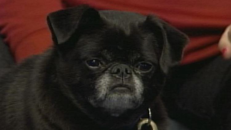 Midnight, an adult pug up for adoption by the Hamilton-Burlington SPCA; Morning Live, November 3, 2014