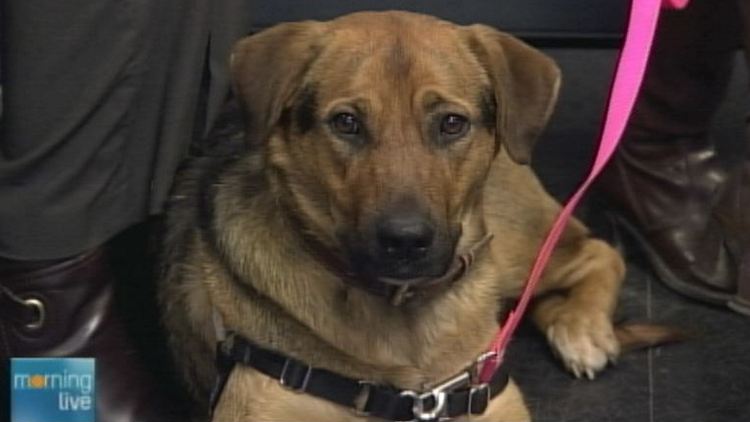 Dima, a year-old german shepherd-rotteweiler mix; Morning Live, November 10, 2014