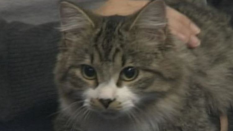 Jimmy, an adult cat up for adoption at the Oakville & Milton Humane Society; Morning Live, November 17, 2014