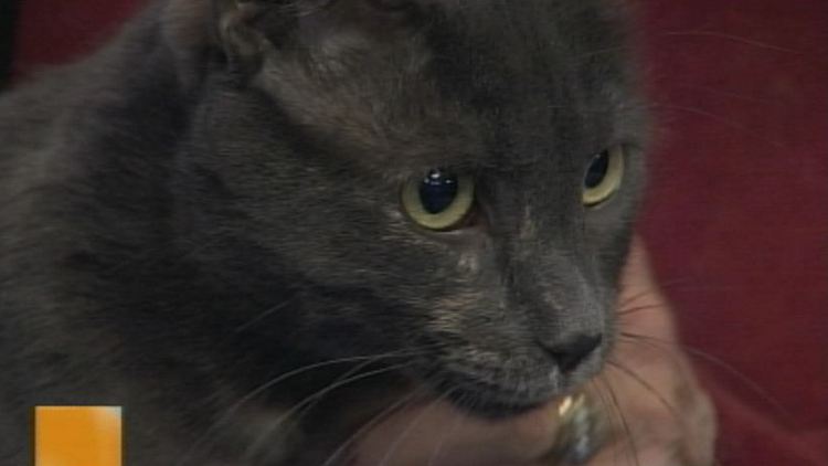 Bingo, a cat offered for adoption by Animal Adoptions of Flamborough; Morning Live, November 24, 2014