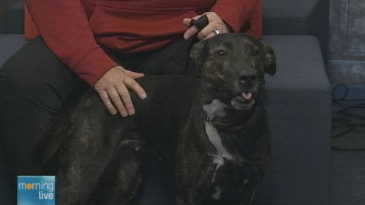 Tina, a dog being offered for adoption by the Hamilton-Burlington SPCA; Morning Live, December 1, 2014