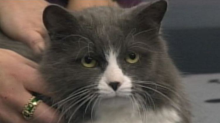 Chester. a three year old resue cat up for adoption by the Oakville & Milton Humane Society; Morning Live, December 15, 2014