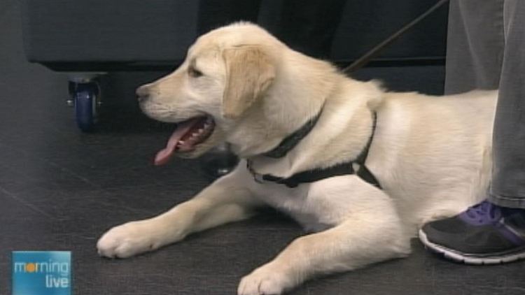 Wrigley, a lab mix up for adoption at the Oakville & Milton Humane Society; Morning Live, January 12, 2015