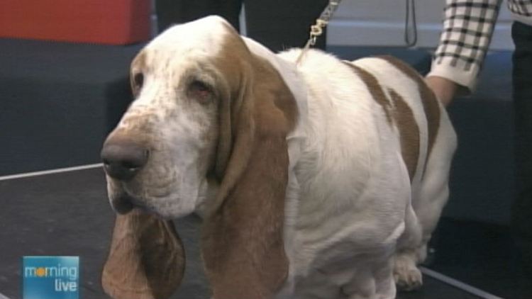 Ancaster's Cecil, an entrant in the Westminster dog show; Morning Live, January 14, 2015