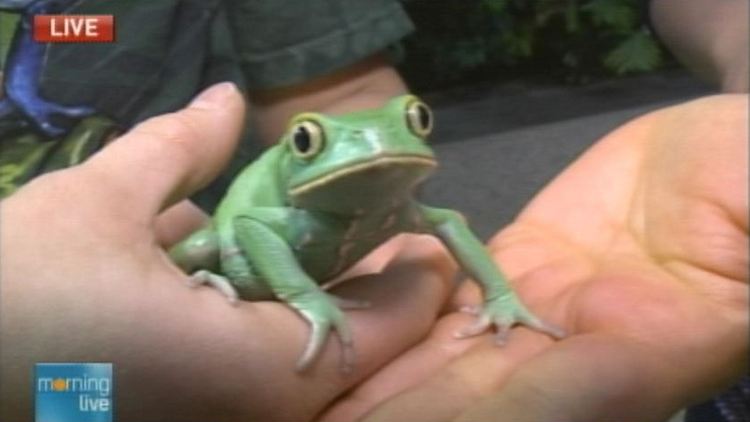 Frogs: A Chorus of Colours; Morning Live, February 16, 2015
