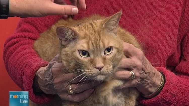 6 year old orange Tabby Rory; Morning Live, March 16, 2015