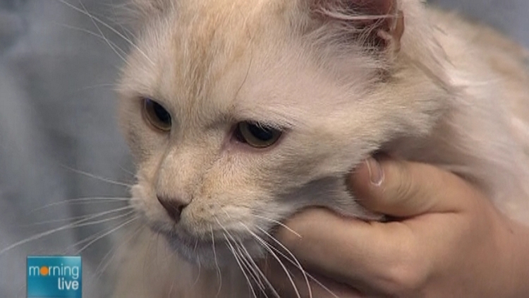 Butters, a cat up for adoption by the Oakville & Milton Humane Society; Morning Live, May 4, 2015