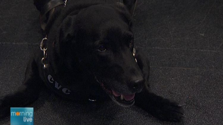 Dog Guide Gibson; Morning Live, May 18, 2015