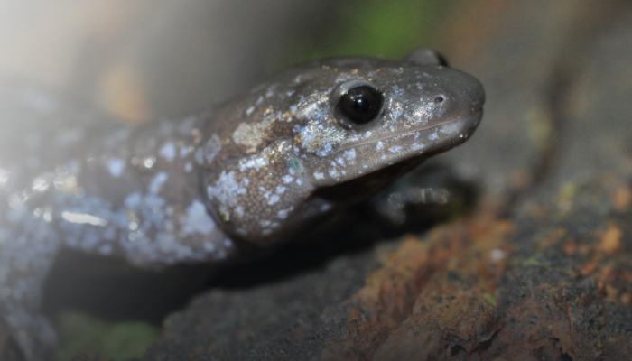 Mild weather causes earlier road closure for Burlington’s Jefferson salamanders