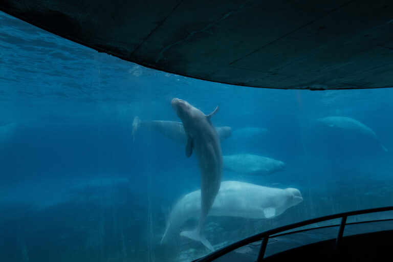 Marineland whale death