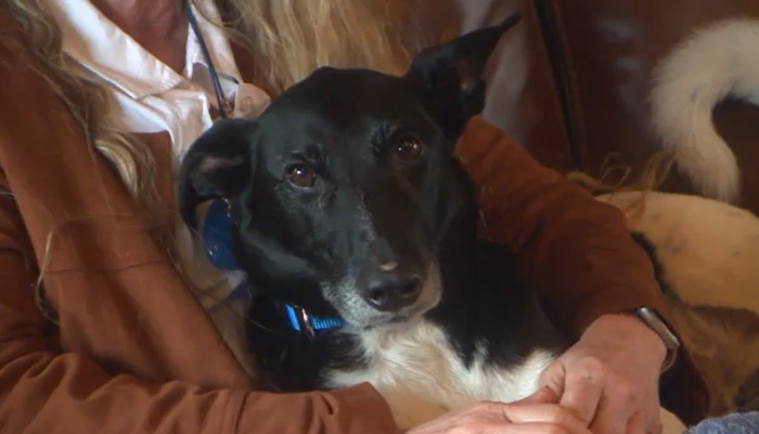 Three legged dog found four years after disappearing from Niagara-on-the Lake home