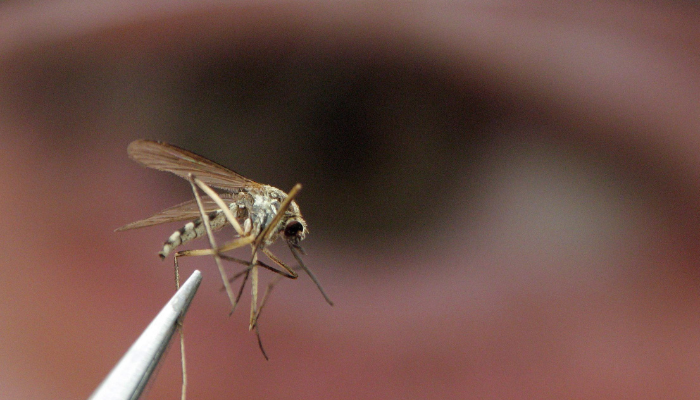 Toronto West Nile Virus