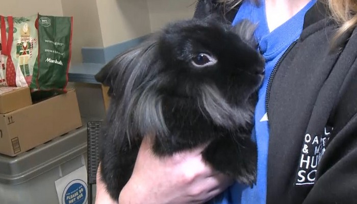 Oakville & Milton Humane Society