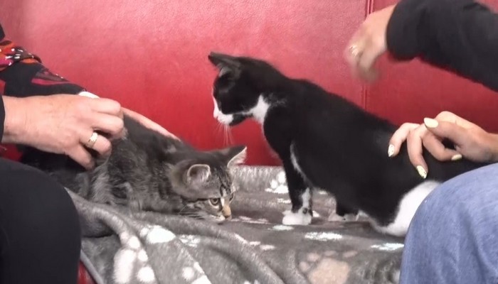 Adoptable pets