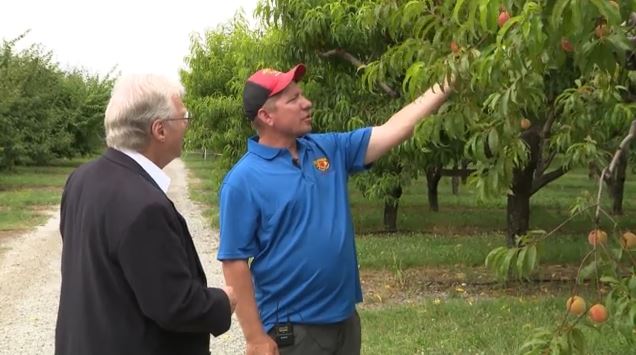 Tariffs Niagara buy local peaches