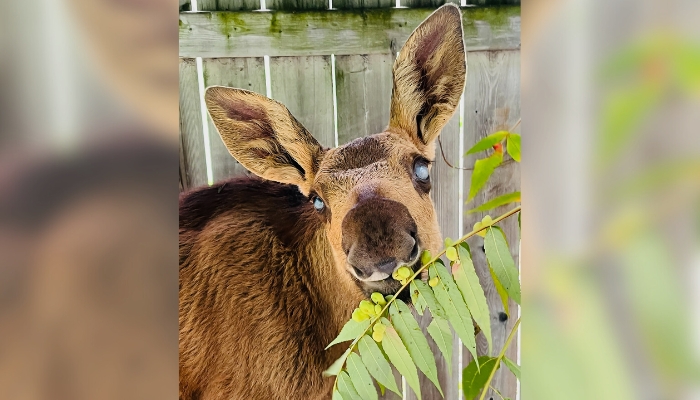 CP ONLY - BLIND MOOSE TORONTO ZOO