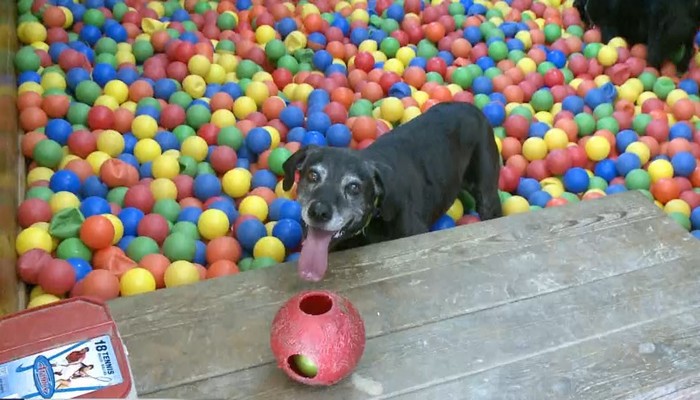 K9 Fun Zone