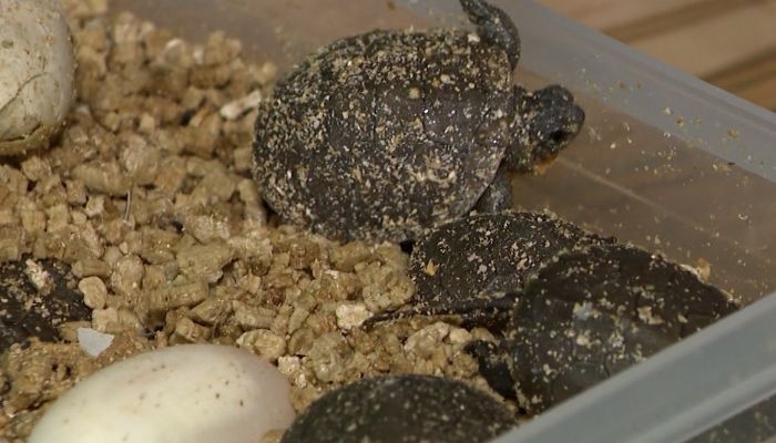 Long Point turtle hatching