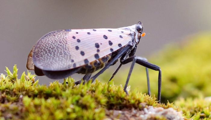 Invasive Spotted Lanternfly