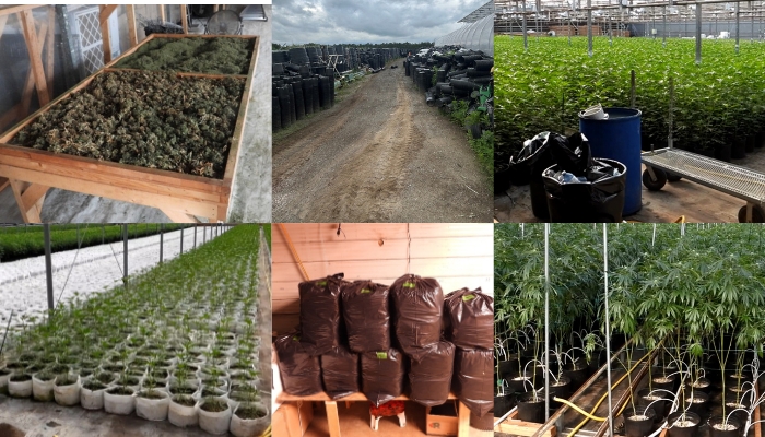 $55 million drug bust haldimand