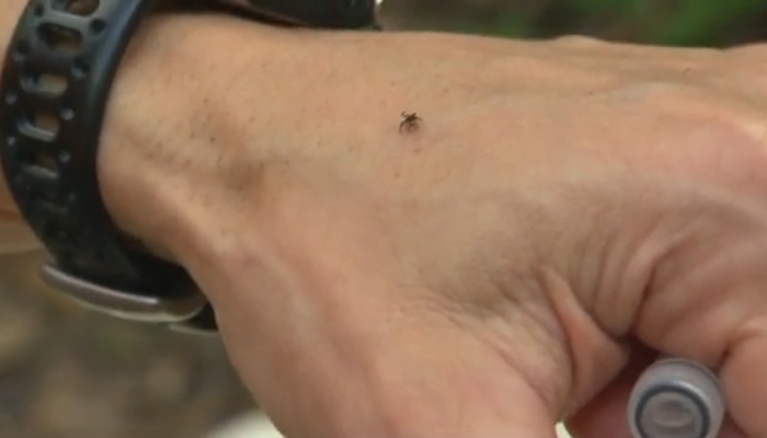 ticks