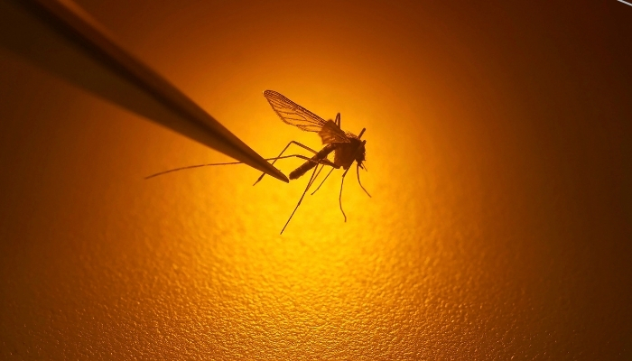cp only - mosquito