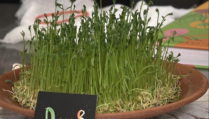 microgreens