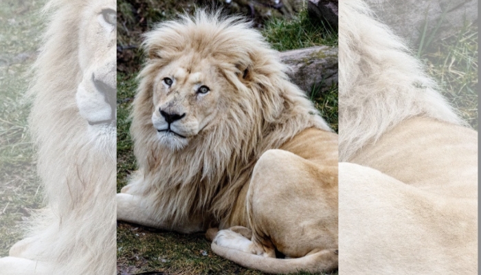 CP ONLY - WHITE LION